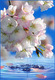 4л Нежность 134*196 Тула 2011 (10) №2
