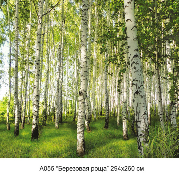 Березовая роща фотообои 12л А055 (6)