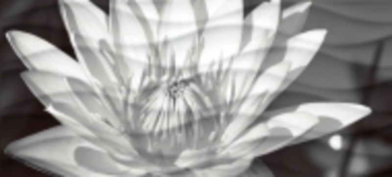Wave BlackFlowers вставка  черно-белый WA2G441D 20*44 сорт1  Cersanit (12)